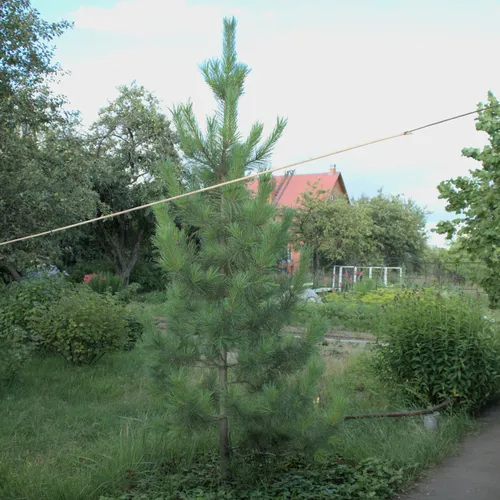 Кедры в Подмосковье. Сосна кедровая сибирская. Pinus sibirica.