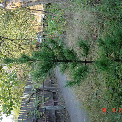 Кедры в Подмосковье. Сосна кедровая сибирская. Pinus sibirica.