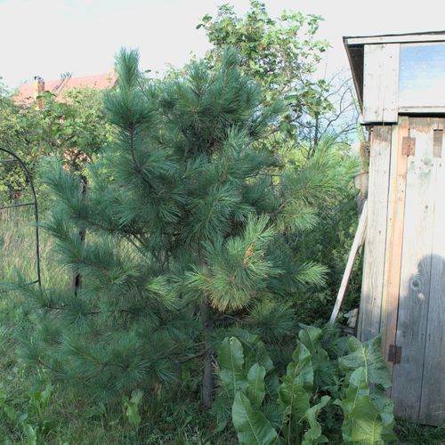 Кедры в Подмосковье. Сосна кедровая сибирская. Pinus sibirica.